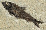 Prepare Your Own Fossil Fish Kit - Knightia or Diplomystus - Photo 3
